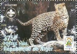 Leopard (Panthera pardus)