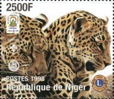 Leopard (Panthera pardus)