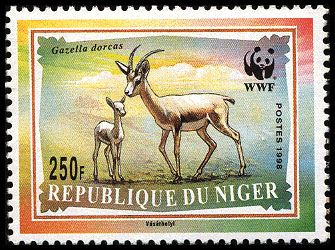 WWF Dorcas Gazelle (Gazella dorcas)