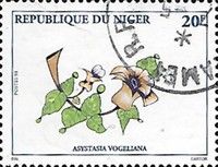 Asystasia vogeliana