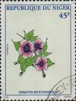 Dissotis rotundifolia