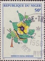 Hibiscus Rosa Sinensis