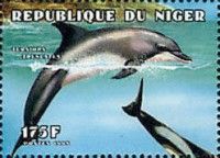 Common Bottlenose Dolphin (Tursiops truncatus)