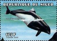 Dall's Porpoise (Phocoenoides dalli)