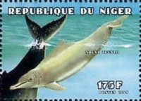 Atlantic Humpback Dolphin (Sousa teuszii)