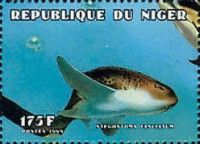 Zebra Shark (Stegostoma fasciatum)
