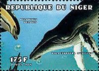 Common Dolphin (Delphinus delphis) Blue Whale (Balaenopteru)