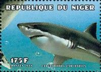 Carcharodon carcharias