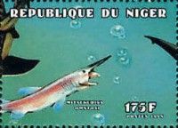 Goblin Shark (Mitsukurina owstoni)