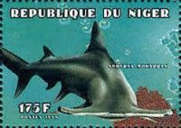 Great Hammerhead (Sphyrna mokarran)