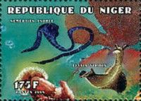 Nemertien anople and Elysia viridis