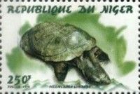 African Helmeted Turtle (Pelomedusa subrufa)