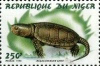 Big-headed Turtle (Megacephalum shiui)