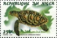 Eretmochelys imbricata bissa