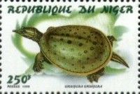 Spinifera