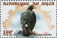 Verreaux's eagle (Aquila verreauxii)