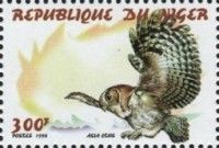 Long-eared Owl Asio otus