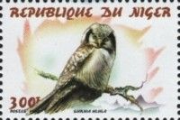 Northern Hawk-Owl Surnia ulula