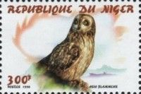 Short-eared Owl Asio flammeus