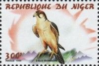 Lanner Falcon (Falco biarmicus)