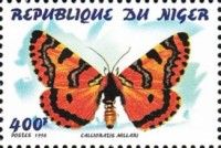 Callioratis millarii