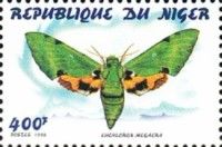 Euchloron megaera