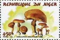 Phaeolepiota aurea