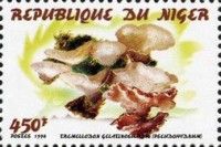 Irremelodon gelatinosum