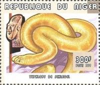 Schlegel's Beaked Blind Snake (Afrotyphlops schlegelii)