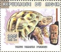 African Spurred Tortoise (Centrochelys sulcata)