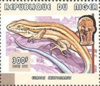 Western Skink (Plestiodon skiltonianus)