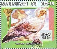 Egyptian Vulture Neophron percnopterus