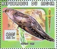 Common Cuckoo    Cuculus canorus
