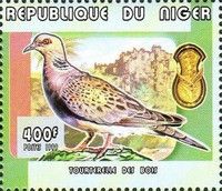 European Turtle Dove Streptopelia turtur
