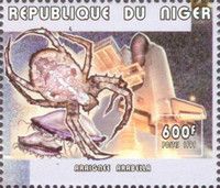 Spider Arabella