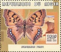 Nymphalidae pirate