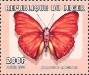 Cymothoe sangaris