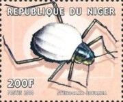 Stenocara eburnea