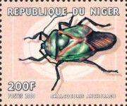 Chalcocoris anchorago