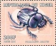 Scarabaeus aeratus