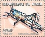 Schistocera gregaria