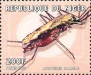 Anopheles gambiae