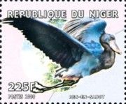 Shoebill (Balaeniceps rex)