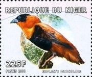 Northern Red Bishop    Euplectes franciscanus
