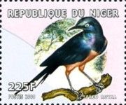 Golden-breasted Starling (Lamprotornis regius)