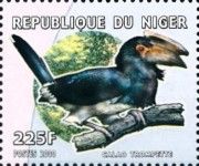 Trumpeter Hornbill (Bycanistes bucinator)