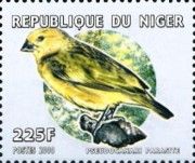 Cuckoo-finch (Anomalospiza imberbis)