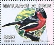 Crimson-breasted Shrike (Laniarius atrococcineus)