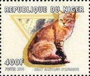 African Wildcat