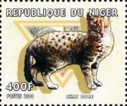 Chat Dore
